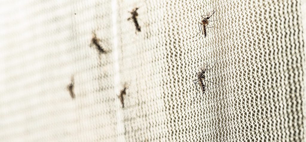 Zika Virus Unmasked Understanding a Global Enigma