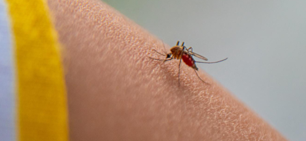 malaria symptoms