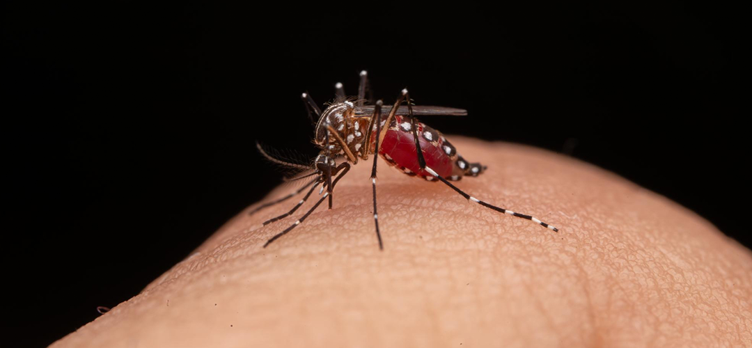 zika virus symptoms